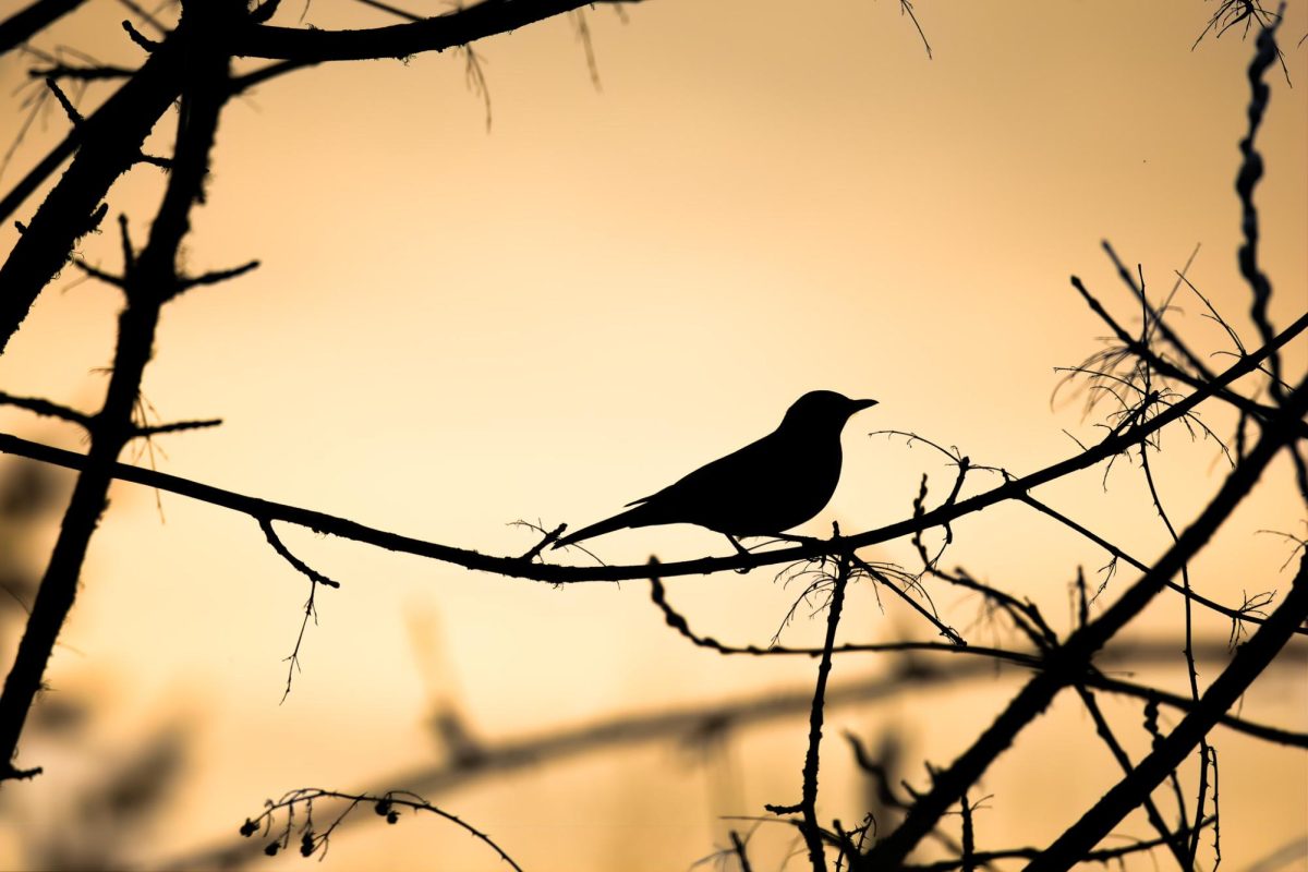 A silhouetted bird sitting on a tree branch during sunset, March, 2024.