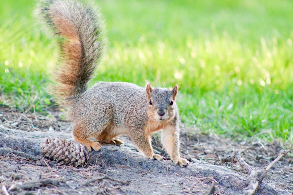 A squirrel on Thompson Flats, March 29, 2026.
