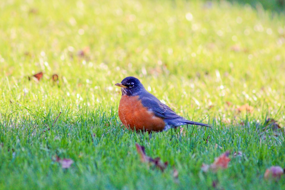 A robin in the grass by Veterans Mall, March 30, 2026.
