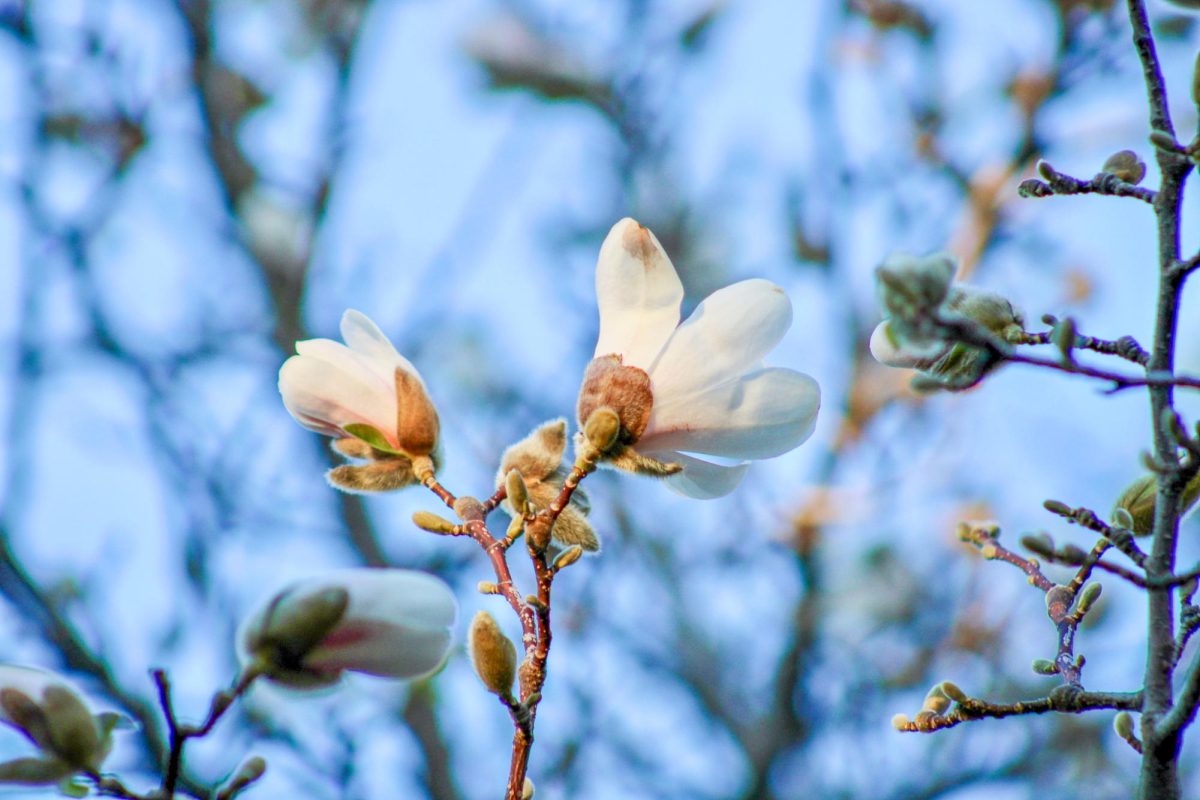Flowers blooming on a tree by Thompson Flats, March 30, 2026.
