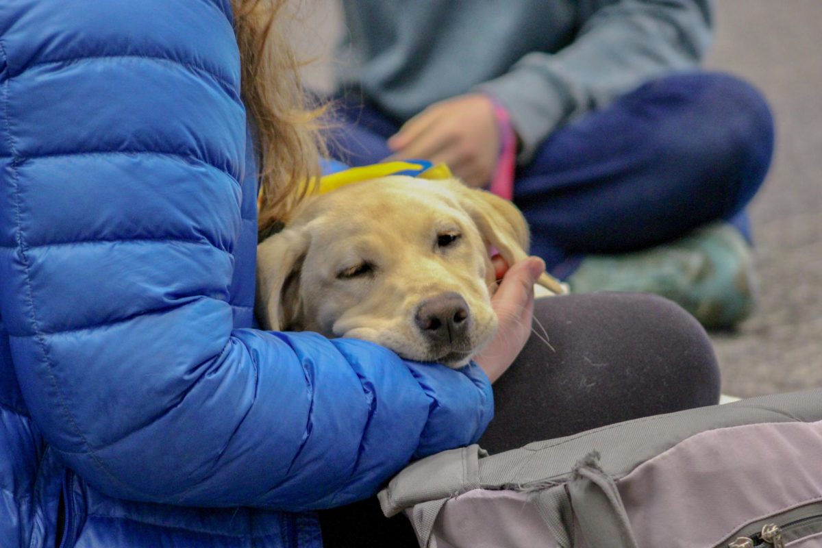 A therapy dog in-training cuddling with a student at the Books & Boops De-Stress event in Terrell Library, April 15, 2026.
