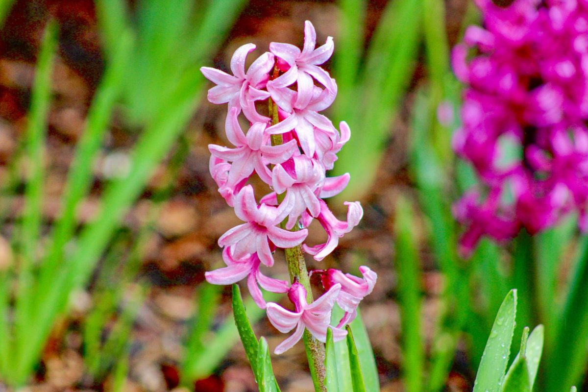 Hyacinth flowers outside Bryan Hall and Murrow Hall, April 15, 2026.
