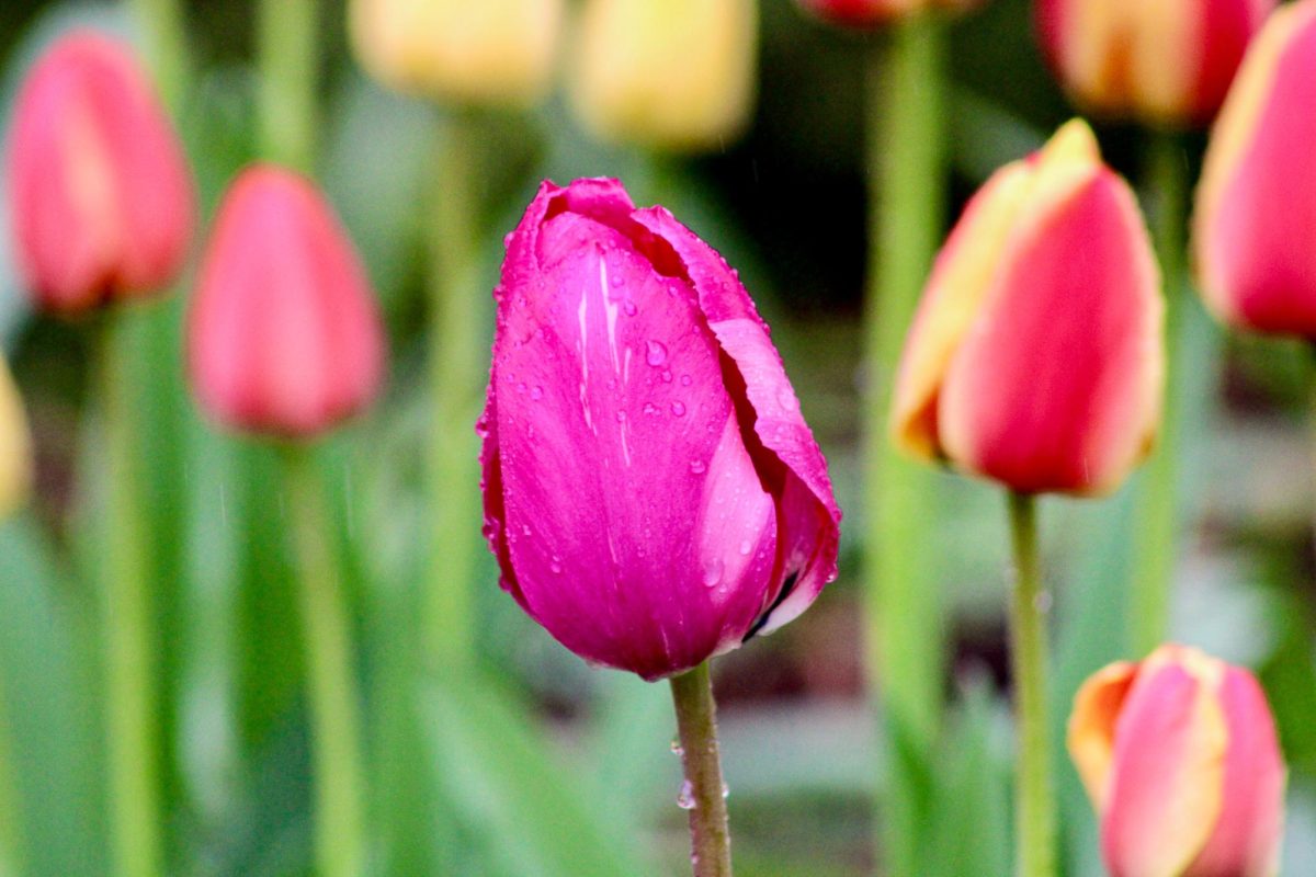Tulips outside Bryan Hall and Murrow Hall, April 15, 2026.
