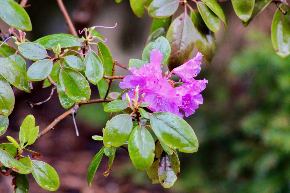 Flowers on a bush between Bryan Hall and Murrow Hall, April 15, 2026.
