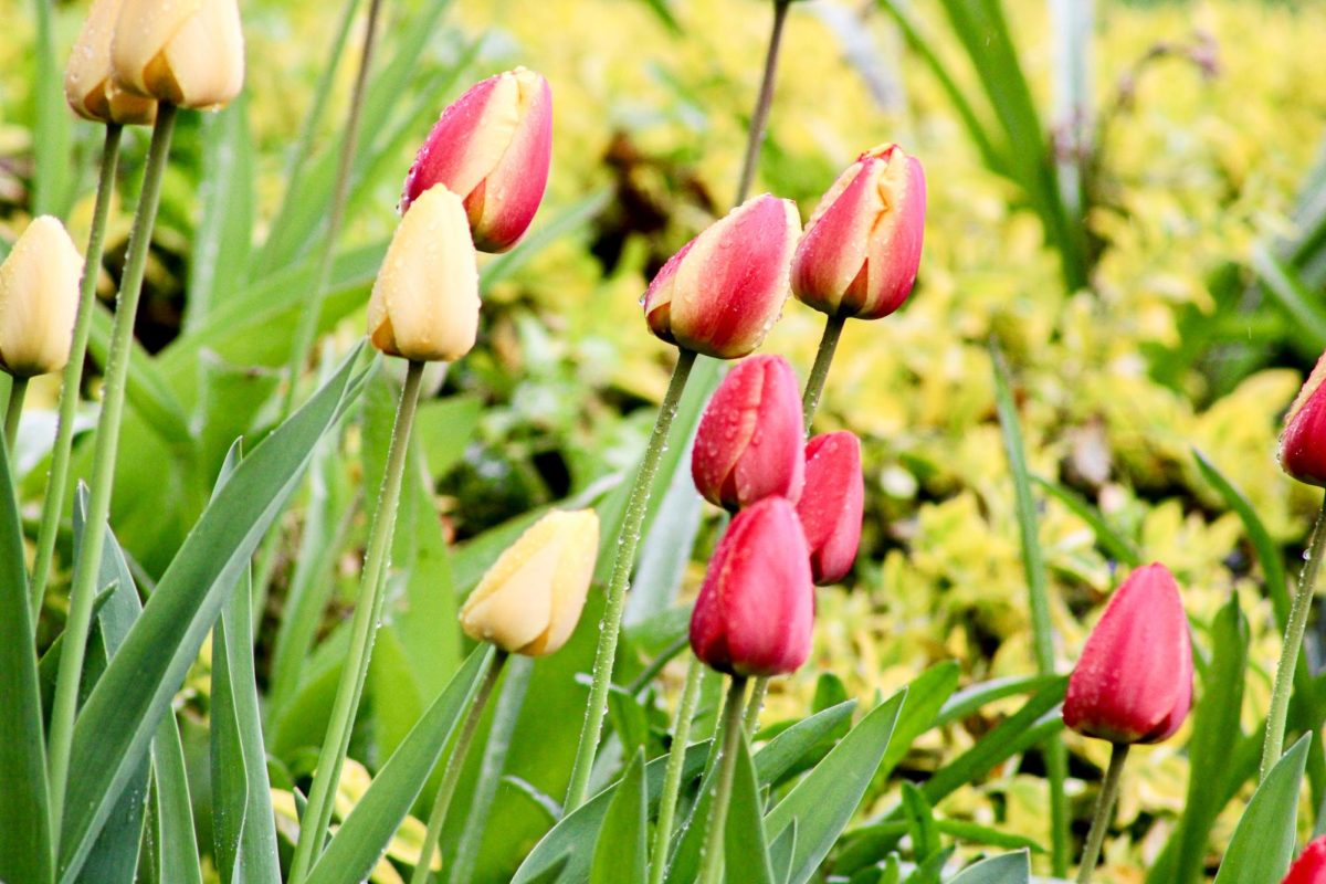 Rows of tulips between Bryan Hall and Murrow Hall, April 15, 2026.
