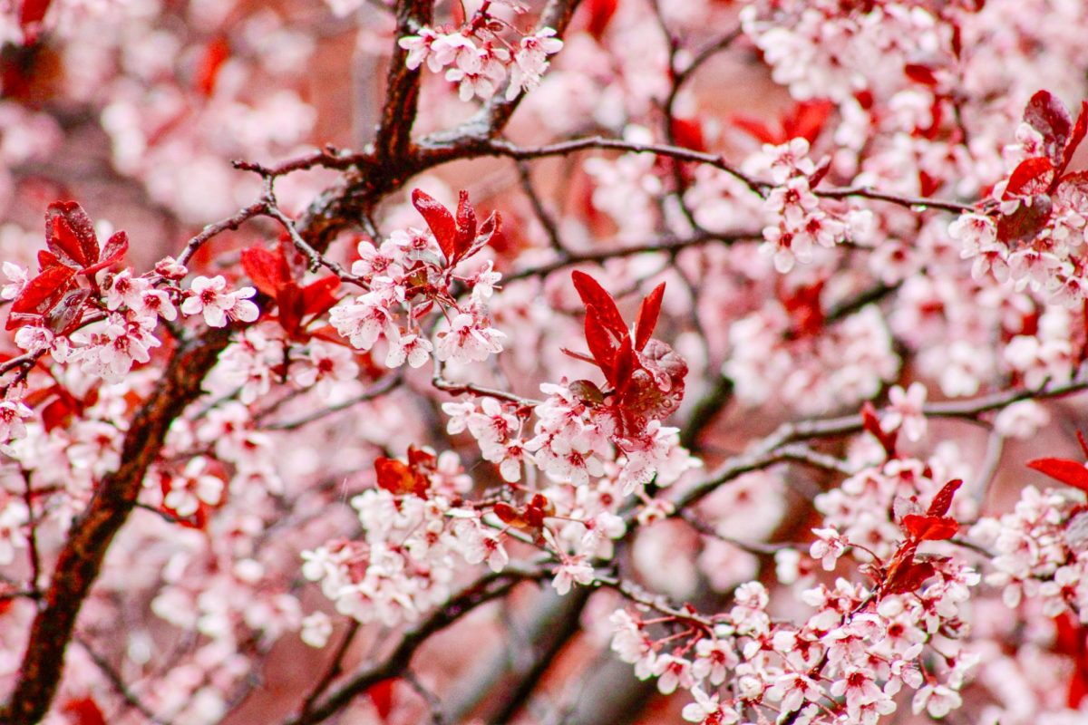 Flowering cherry blossoms outside Bryan Hall, April 15, 2026.
