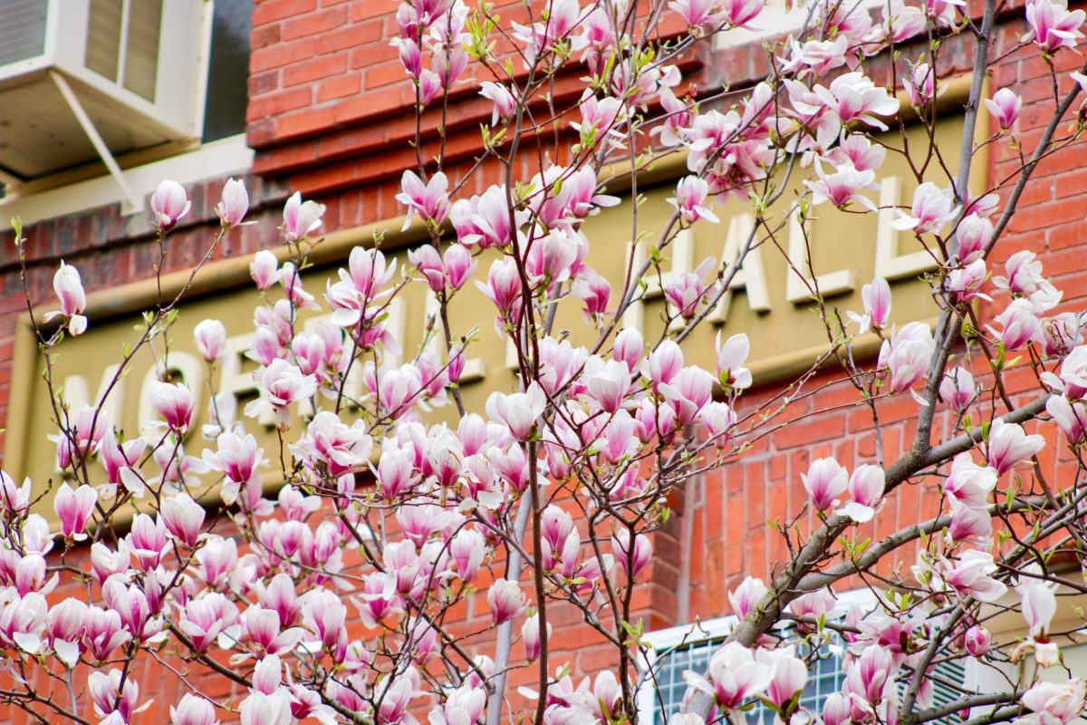Magnolia tree behind Morrill Hall, April 15, 2026.
