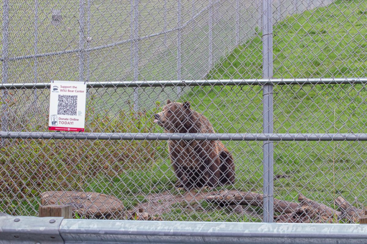 A grizzly bear in its enclosure at the WSU Bear Center, April 15, 2026.