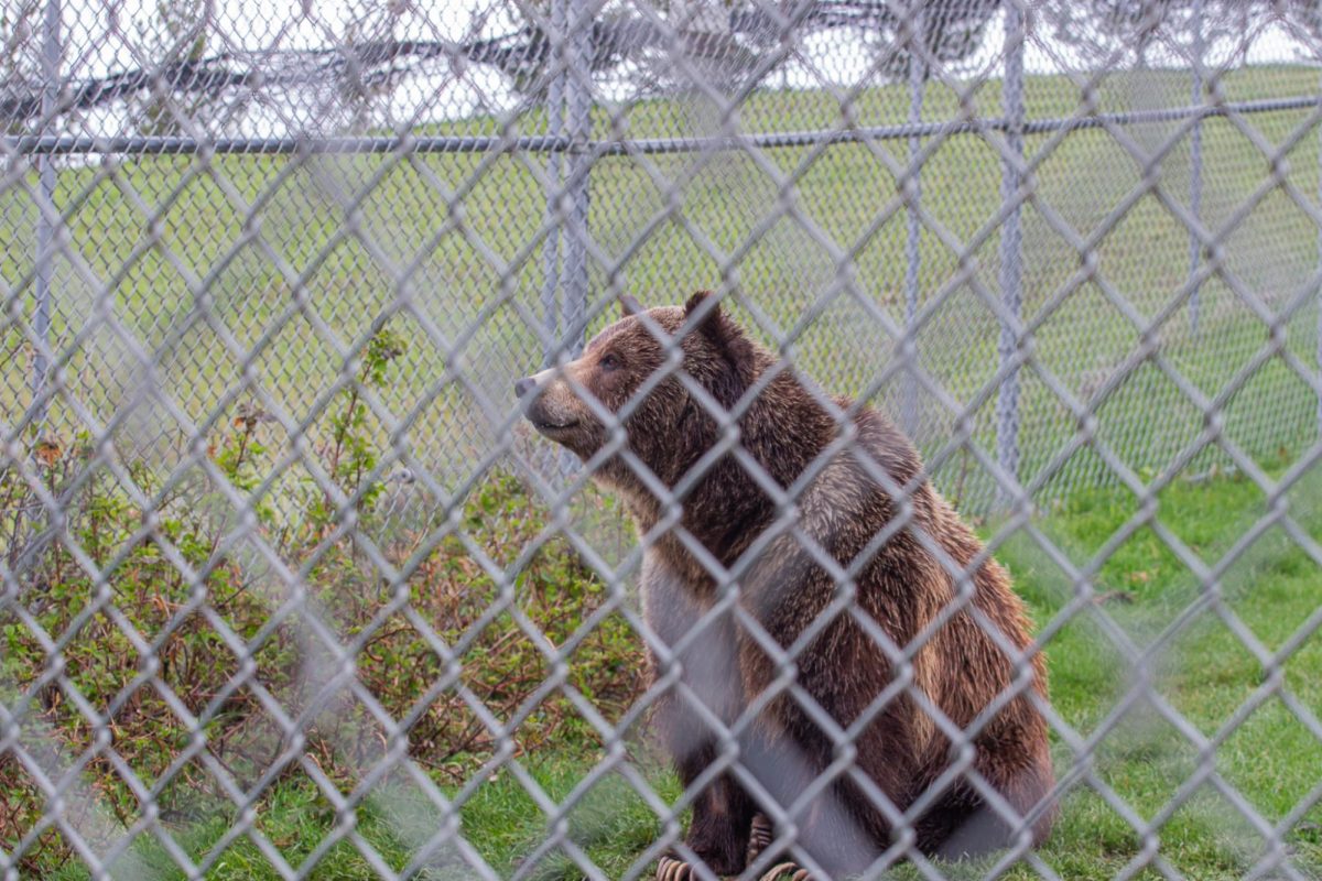 A grizzly bear in its enclosure at the WSU Bear Center, April 15, 2026.
