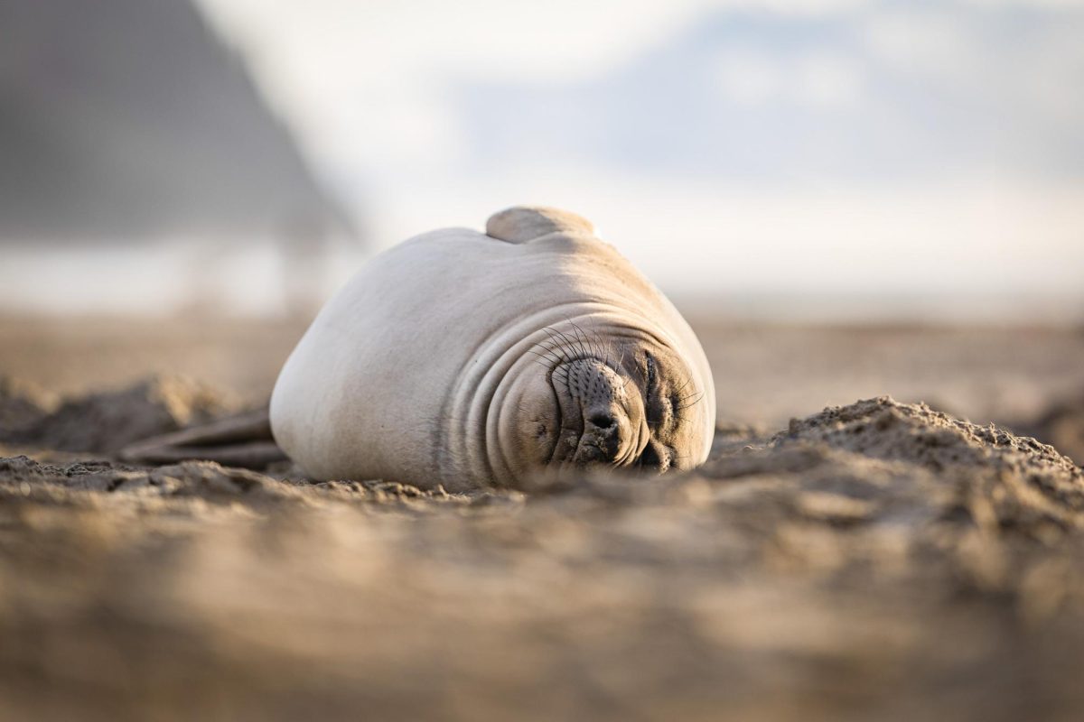 A harbor seal on the beach in Seaside, Oregon, Apr. 2, 2025.
